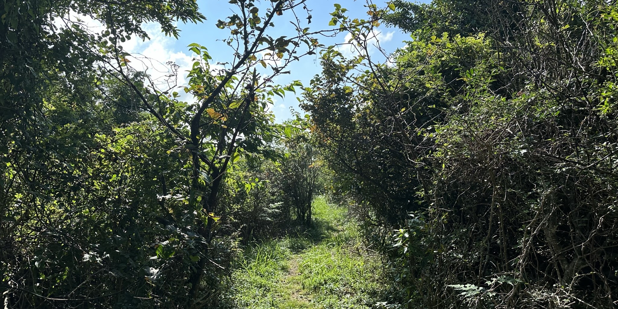 바농오름 정상 산책로