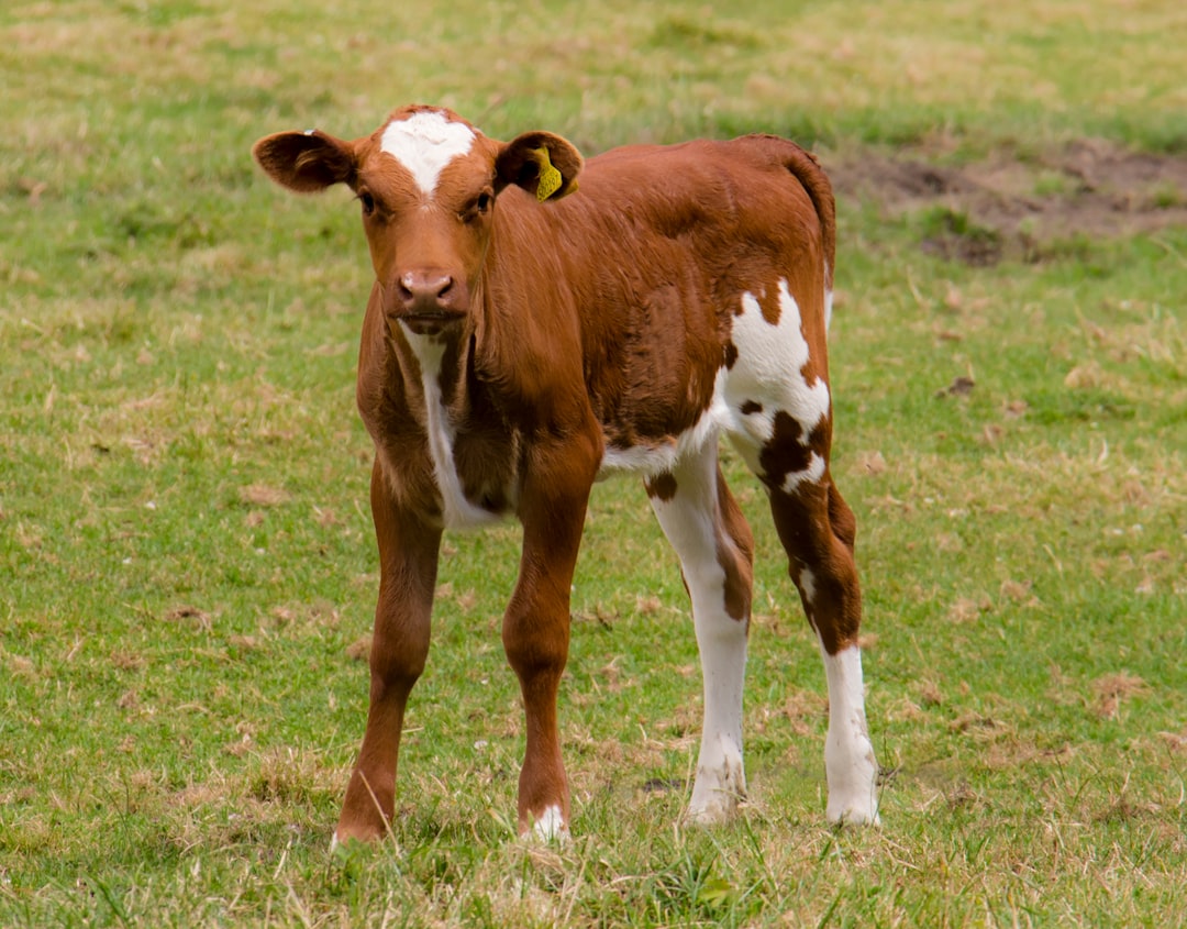 Calf.