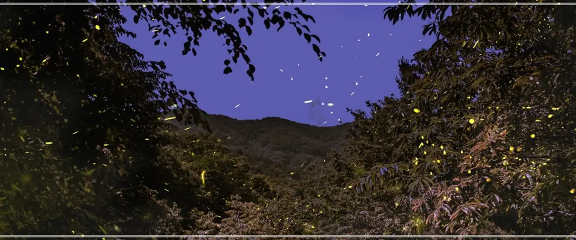 2025-무주반딧불축제-초대가수-일정-프로그램