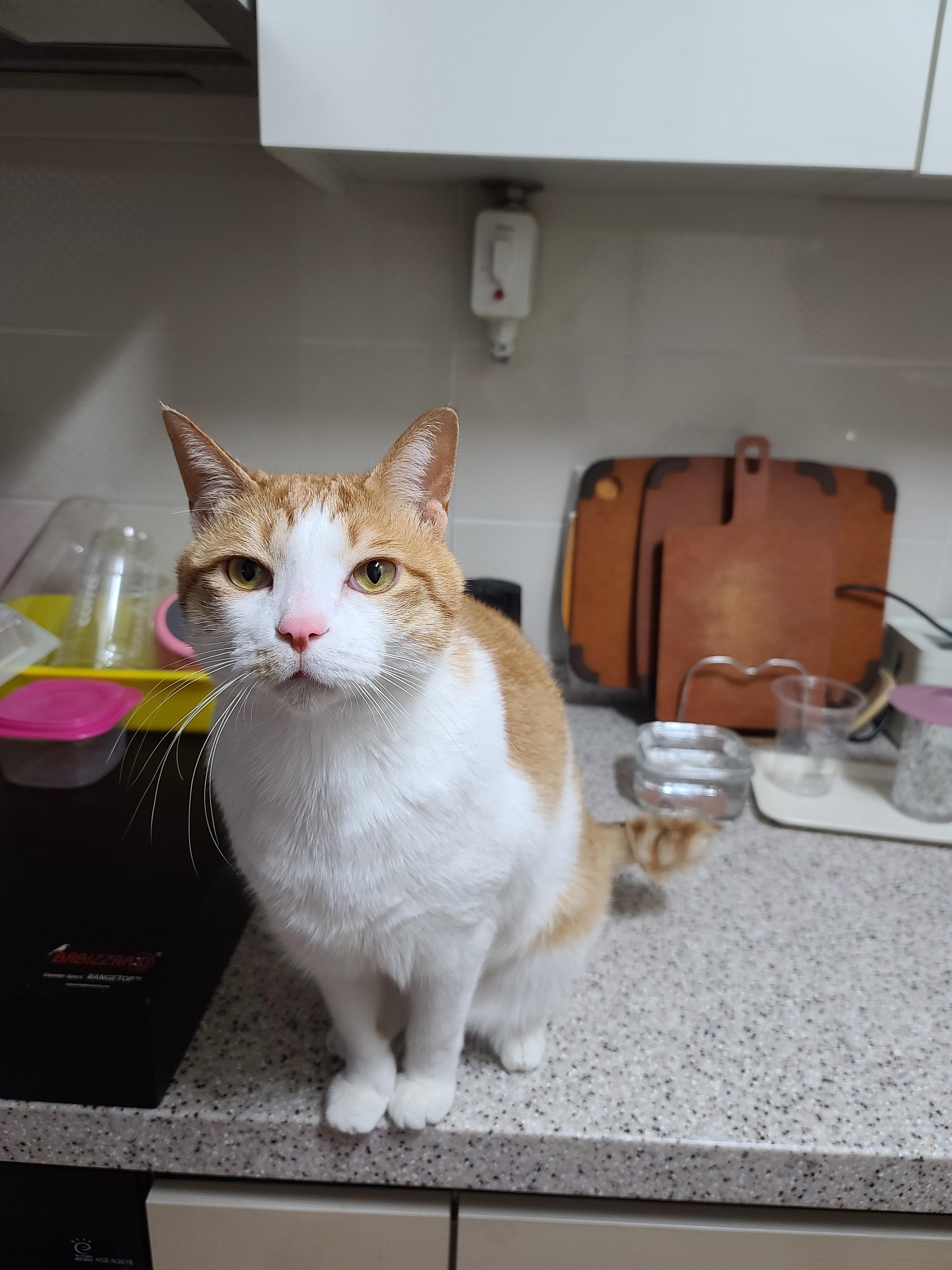 애교많은 치즈고양이 막둥이 삐용