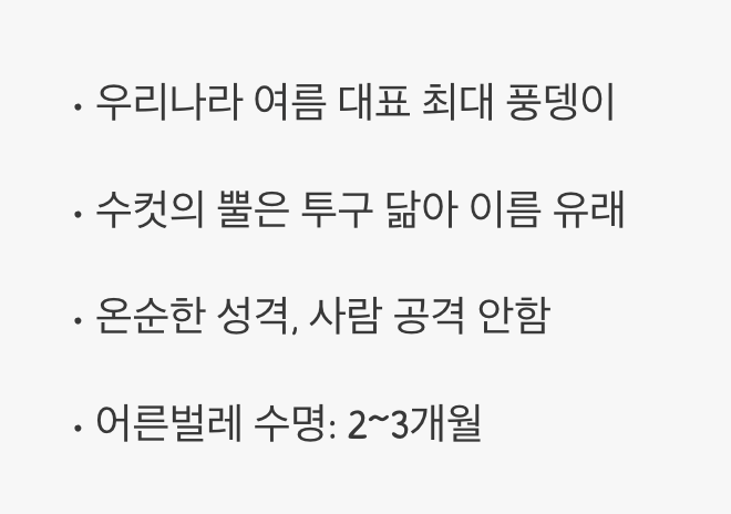 곤충의 왕, '장수풍뎅이'는 어떤 친구?