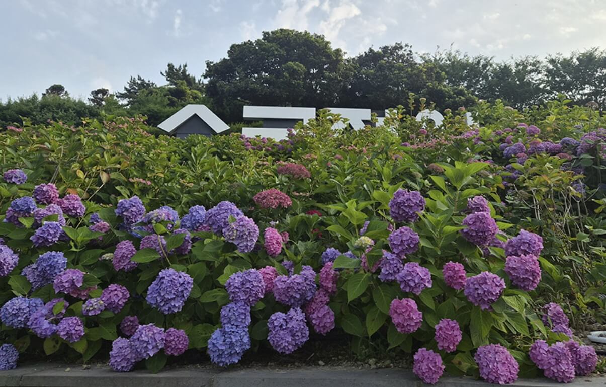 신안 도초도 섬 수국축제