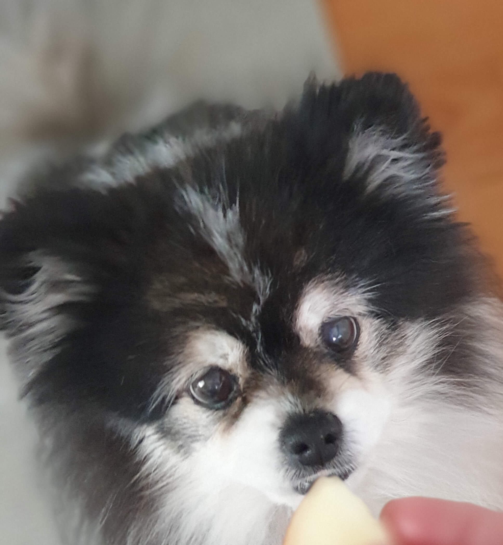 노견