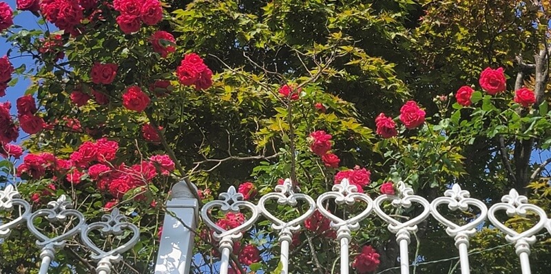 장미-덩굴-사진