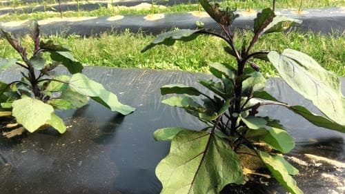 가지-측지-곁가지-순지르기-적심