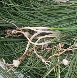 달래 효능 부작용 뿌리 고르는법