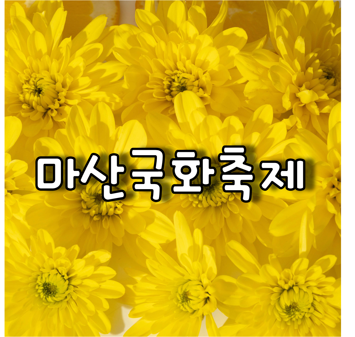 마산국화축제
