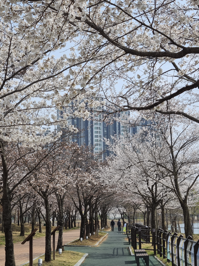 벚꽃 터널
