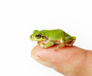 개구리 나오는 꿈