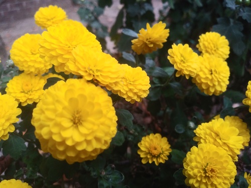 화양연화 뜻 이미지 입니다.