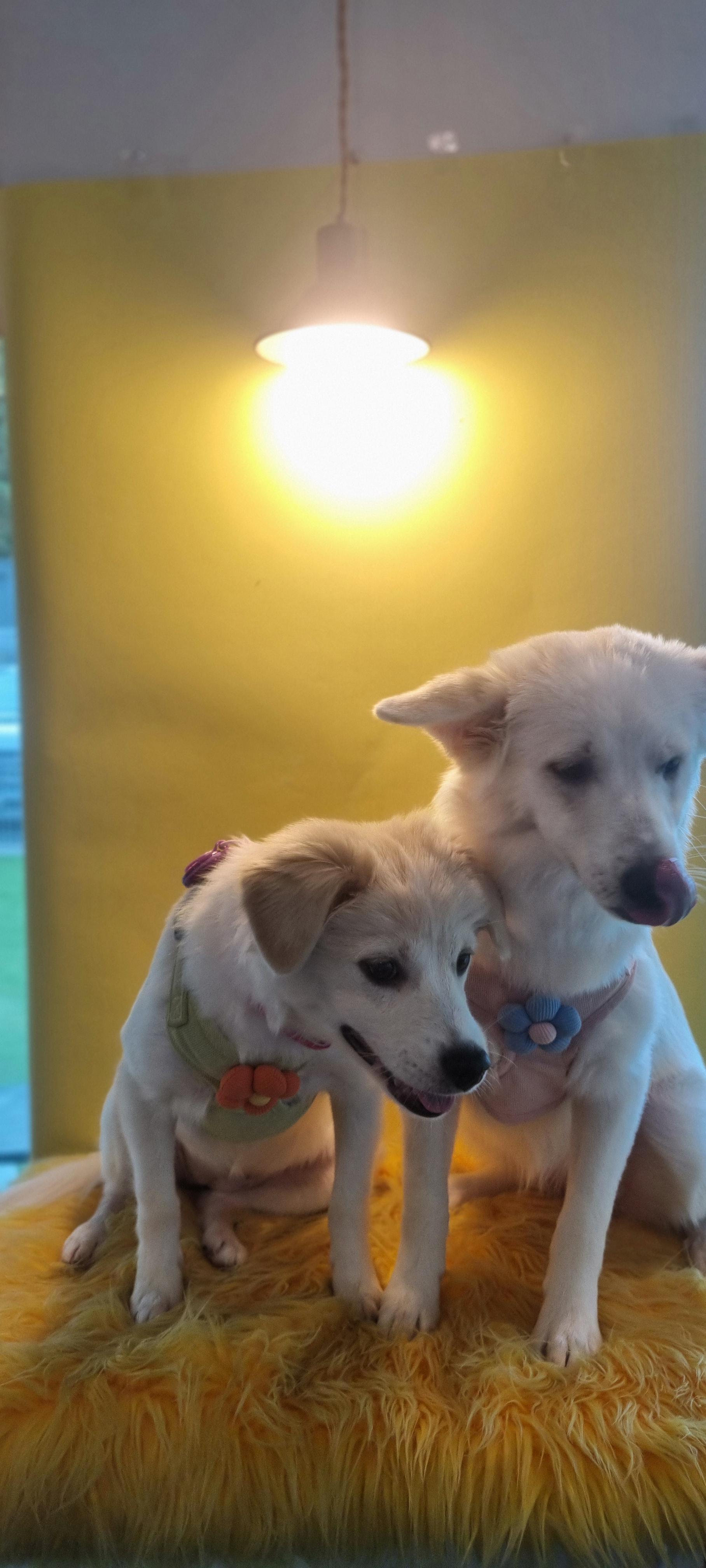 자매처럼 보이는 약간 큰 믹스견의 강아지와 좀 더 작은 믹스견의 강아지가 함께 포토존에 앉아 관심있는 한 곳을 어리버리한 표정으로 바라보고 있는 모습을 찍은 투샷