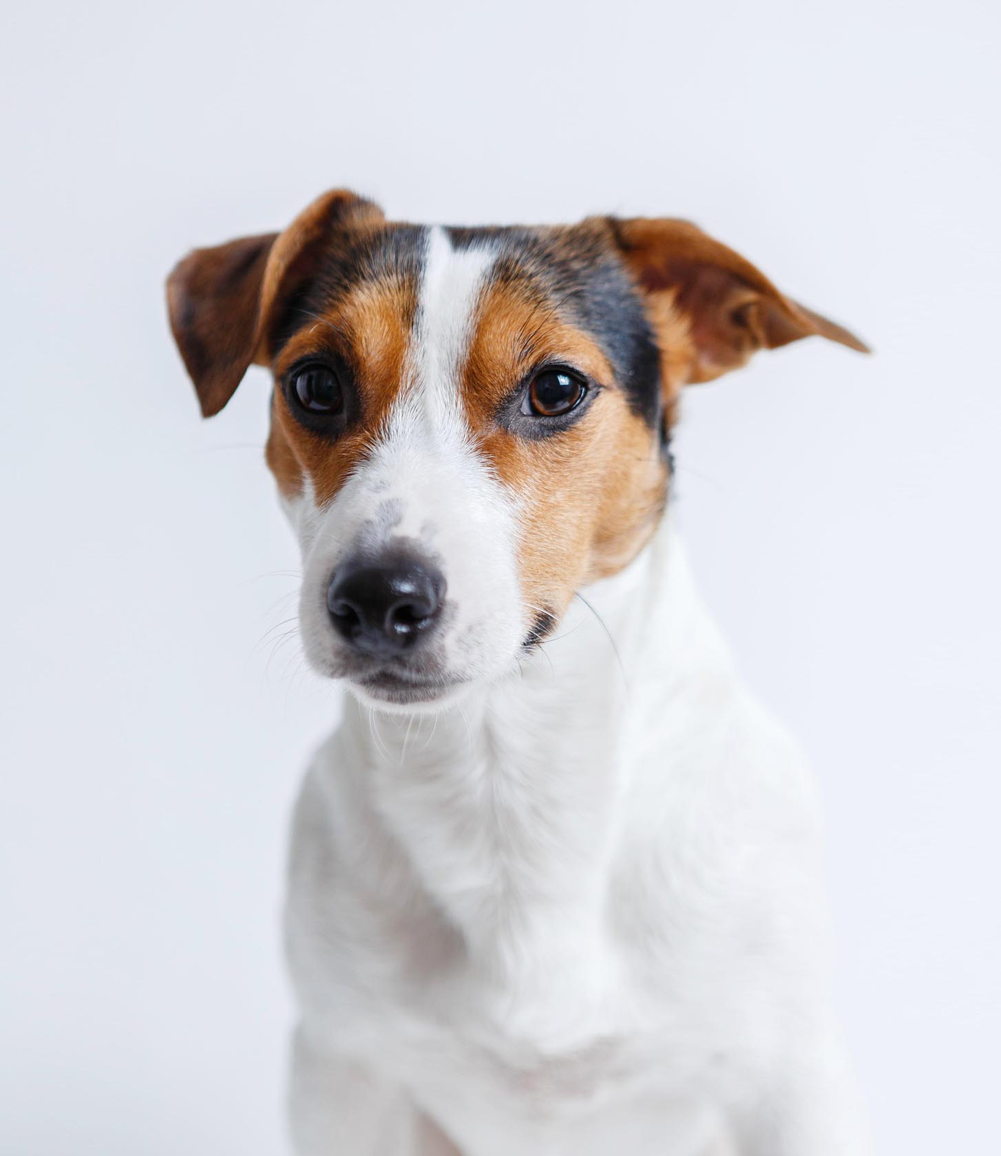 잭 러셀 테리어