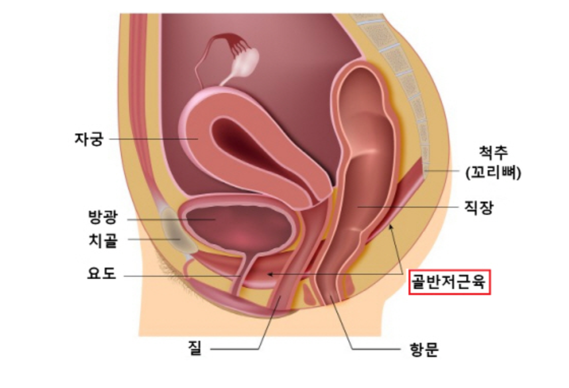 골반저근 해부도