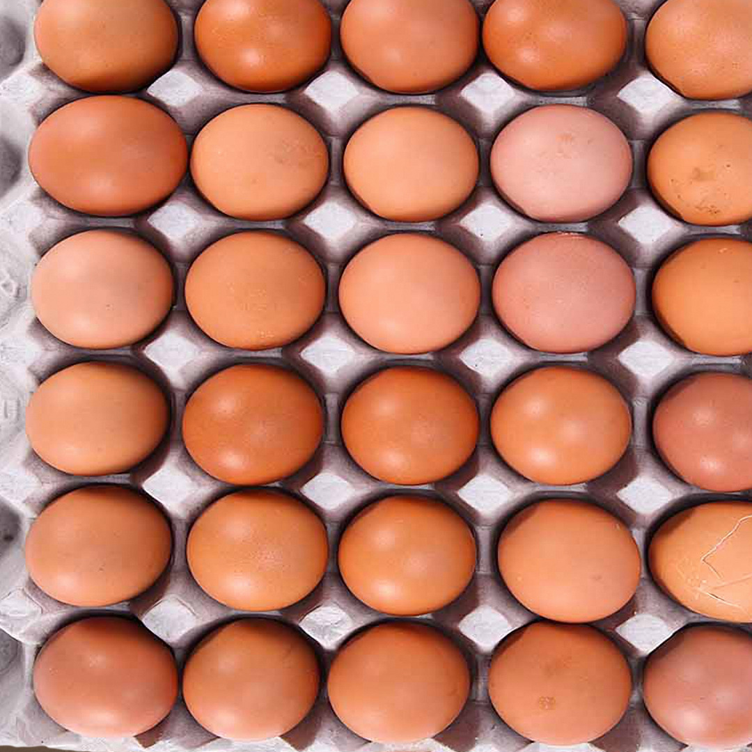 계란섭취 전후 혈액검사 변화 (HDL, LDL, 총콜레스테롤)