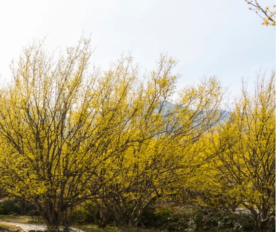산수유마을 산수유꽃