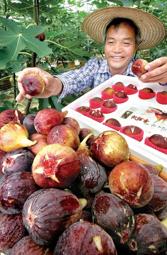 무화과 재배 가지 전정 하우스 보온 수확 연장_6
