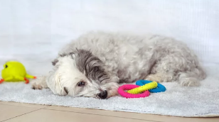 강아지 분리불안/출처:어도비스톡