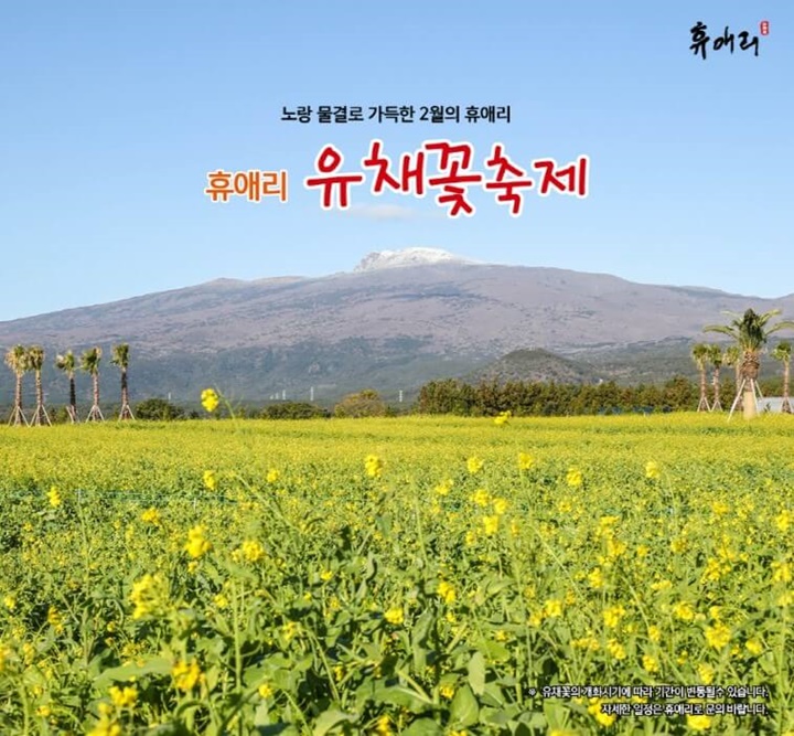 휴애리유채꽃축제