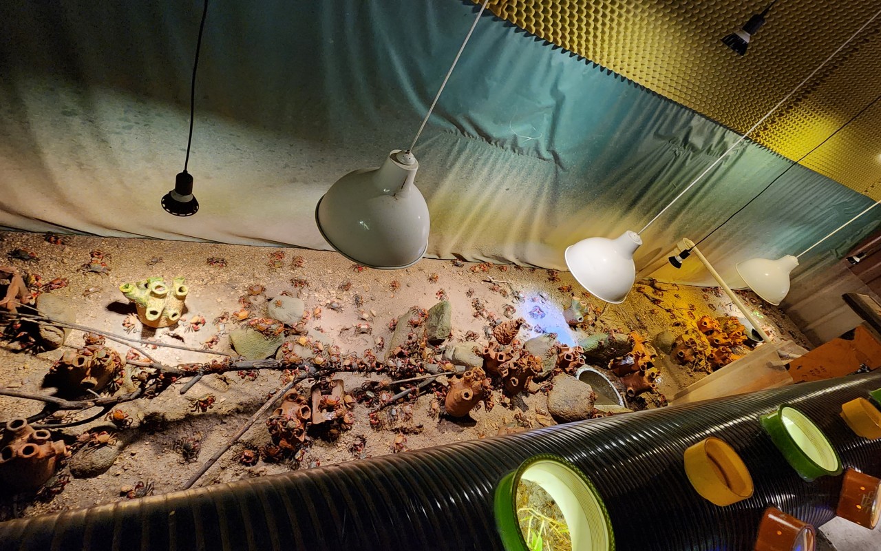 테라크랩팜 도둑게들