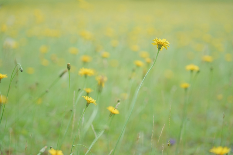 Alpha 7 IV, 크리에이티브 룩 SH