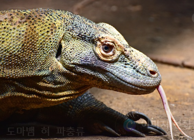 파충류 질병 예방법 (증상, 치료, 예방책)