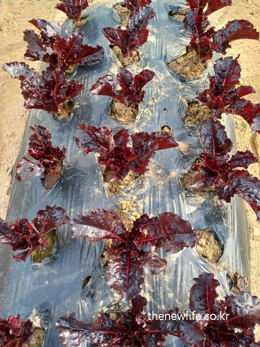 Young deep purple-red lettuce plants growing in neat rows on black plastic mulch in a farm field-농장 밭에서 검은 비닐 위에 가지런히 자라고 있는 진보라색 계열의 적상추 묘목