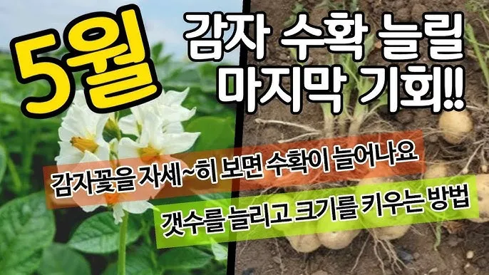 아파트 화단에 핀 5월의 꽃 송엽국 작약 금계국 털개구리미나리_6