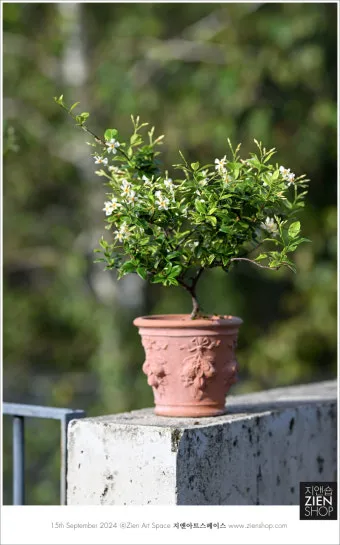 백화등 키우기 삽목방법 가지치기 꽃 노지월동까지_23