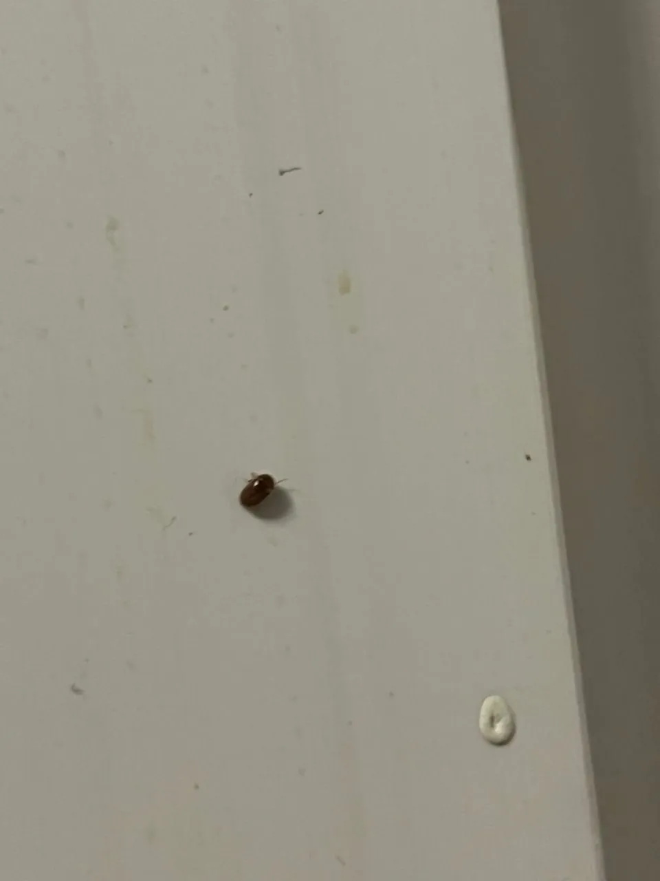 베란다 벌레 완벽 차단 방법과 여름철 실내 해충 예방 꿀팁_5