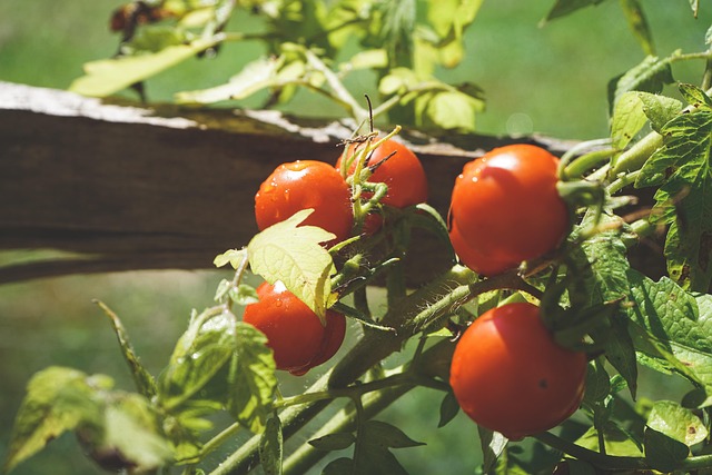 토마토 보관방법 꿀팁 15