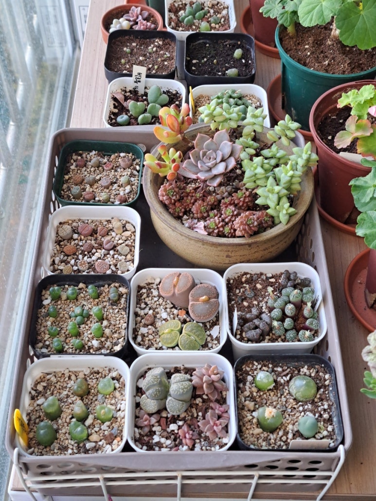 불에 강한 식물 &ndash; 산불 후 되살아나는 생명들은?