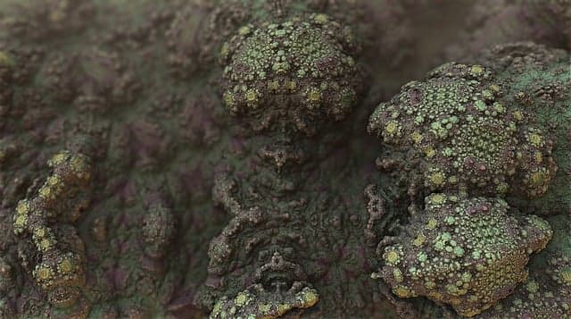 톡토기와 곰팡이균의 미세한 전쟁: 토양 생태계에서의 미생물 방어전