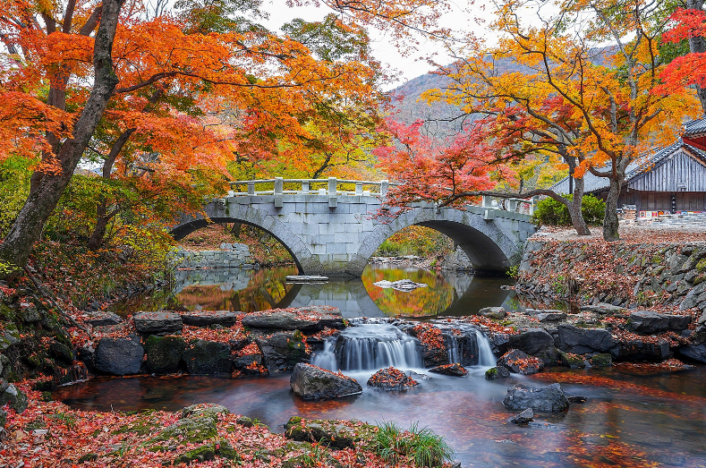 고창) 가장 아름다운 단풍, 선운사
