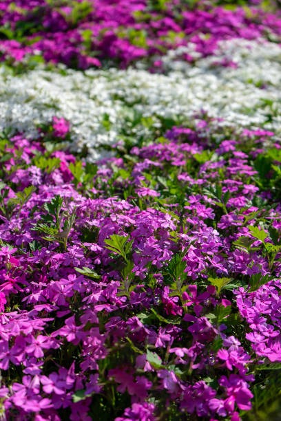 진안 꽃잔디동산