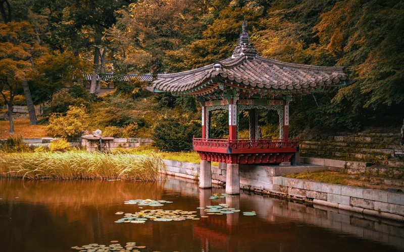 🌸 2025 부여 궁남지 서동연꽃축제 일정과 코스별 완벽 관람 가이드 -