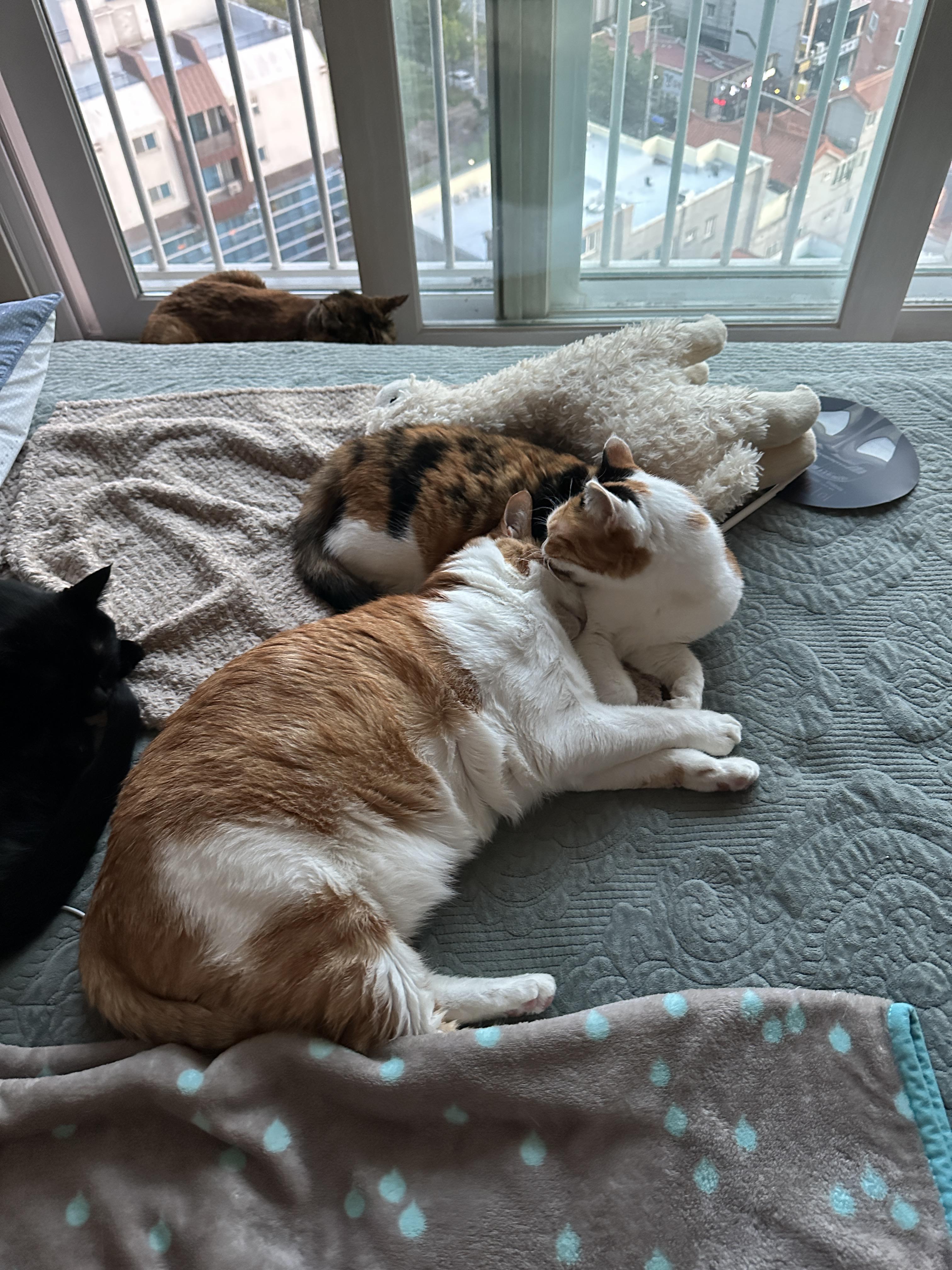 침대_위에서_그루밍해주는_요미랑_그루밍받는_막둥이