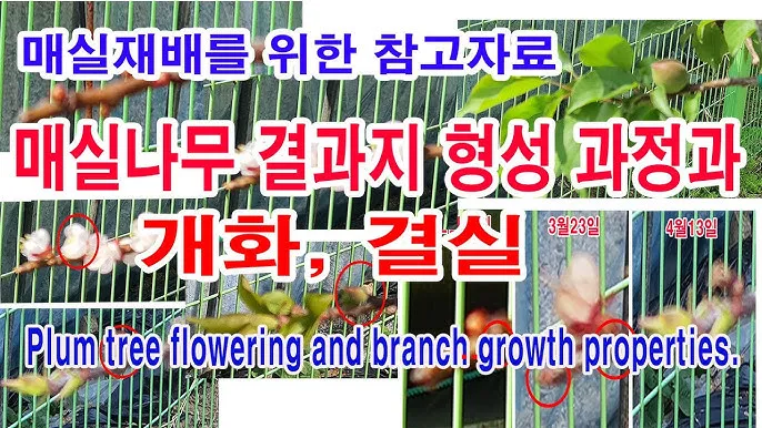 매실 재배 적과 타이밍 병충해 방제 수확 저장_3