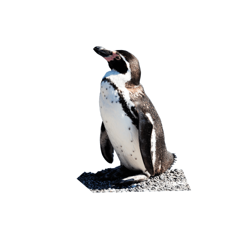 가평 베고니아새정원