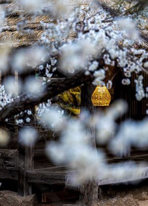 전남 광양 매화 축제
