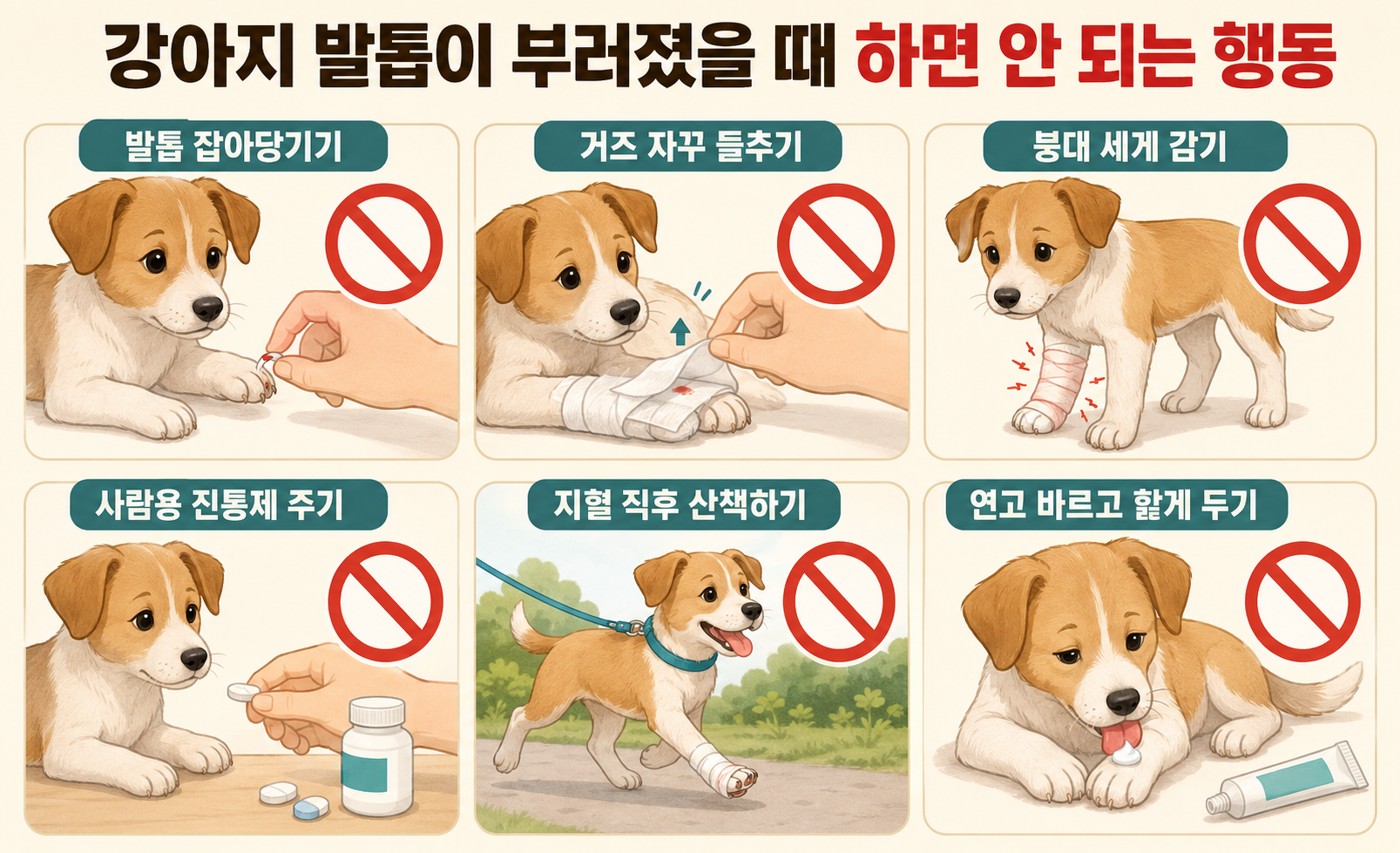 강아지 발톱이 부러졌을 때 하면 안 되는 행동 정리 이미지