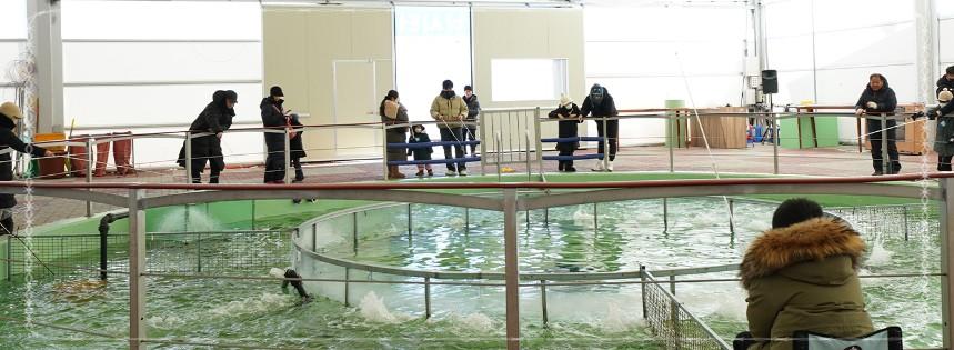 단 한 달뿐인 2026 평창송어축제, 2월 9일 끝나기 전에 꼭 가야 하는 이유