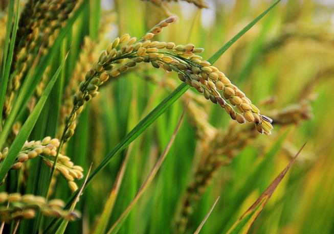 오분도미쌀 이미지 