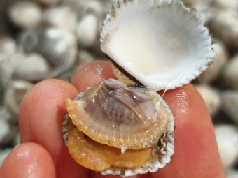 꼬막 효능 부작용