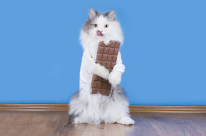 판 초콜릿을 안고 있는 고양이.