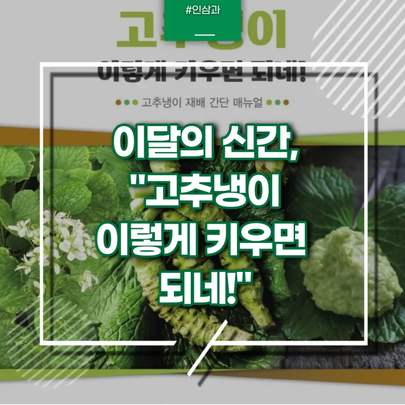 냉이 재배 가을 파종 월동 보온 봄 수확_9