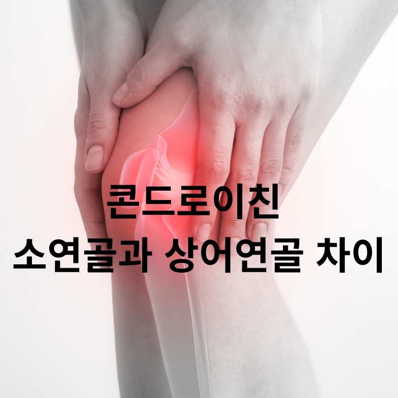 콘드로이친 소연골과 상어연골 차이