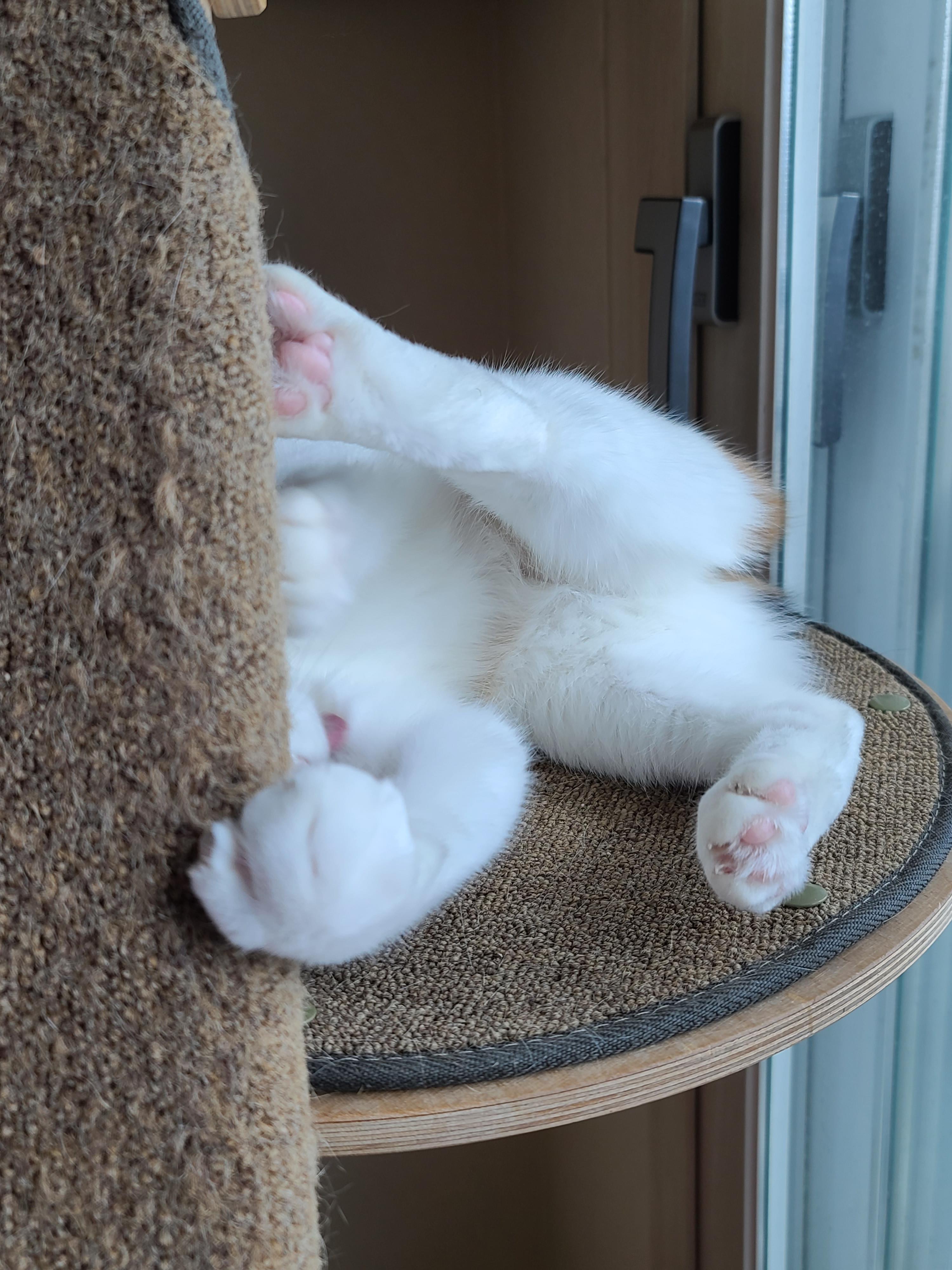 귀여운 아기맹수 사차원고양이