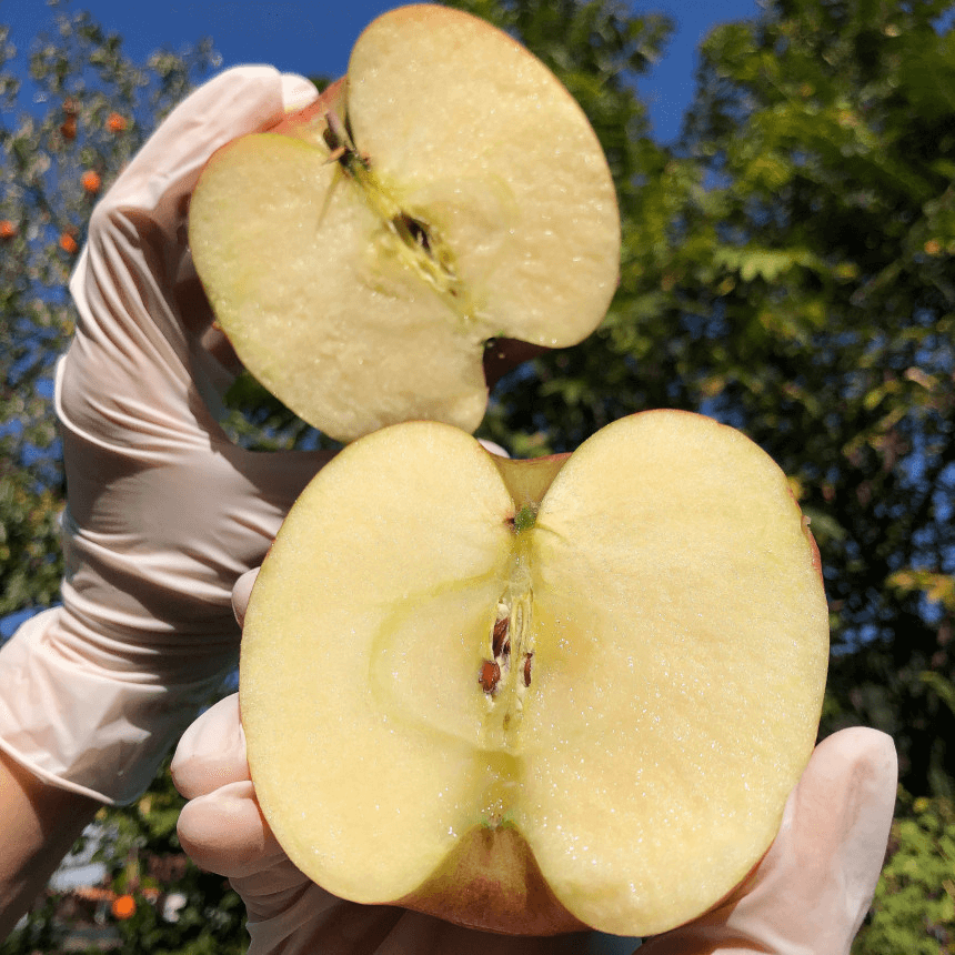 오늘N 2508회 가족이 뭐길래 경북 의성 토종마늘 농가 한톨 (의성한지형마늘, 깐마늘, 마늘쫑, 의성사과 주문방법)