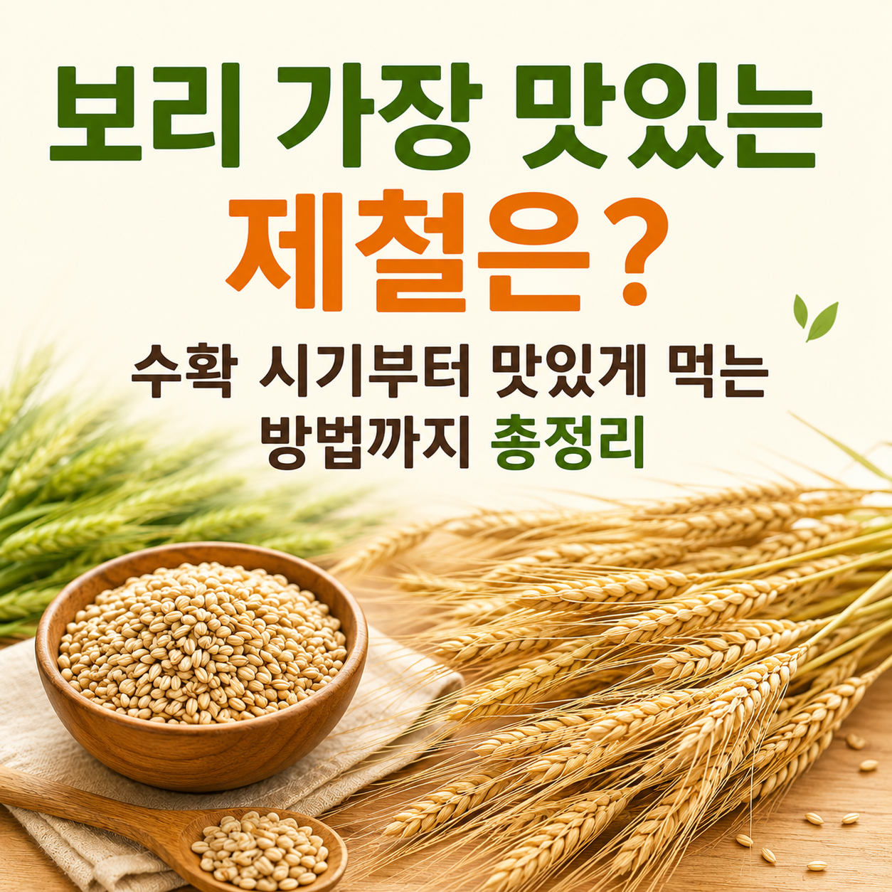 보리 가장 맛있는 제철은