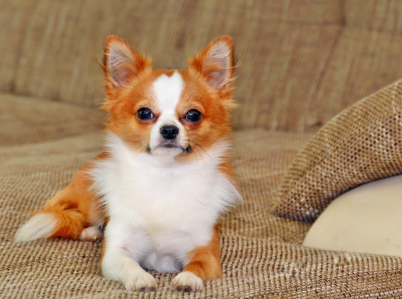 소파에 앉아 있는 치와와.